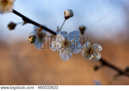 Close Up Of A Beautiful Branch Of A Tree With Almond Blossoms, Strunjan. Slovenia