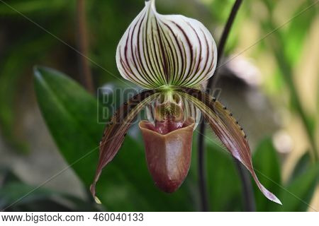 Stunning Maroon And White Orchid Blossom Up Close And Personal.