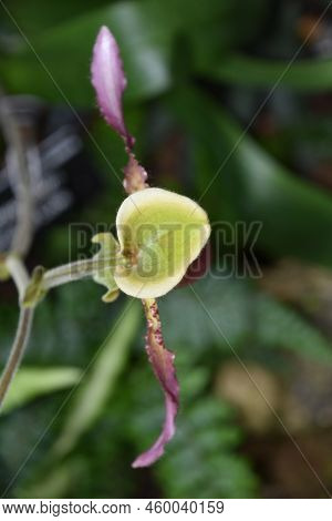 Orchid Pitcher Plant Blooming And Flowering In A Garden In The Summer.