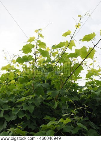 Vigourous Growth Of Vine Leaves Seen Against A White Background