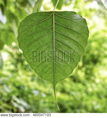 Green Leaf Of Ficus Religiosa Or Sacred Fig. Bodhi Or Banyan Tree Green Leaf.