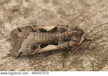 Detailed Closeup On The Setaceous Hebrew Character Owlet Moth, Xestia C-nigrum Sitting On Wood