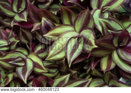 Tradescantia Motley Multicolor. Home Flower With Purple Leaves. Grade Leonora Blossfeldiana Zebrina.