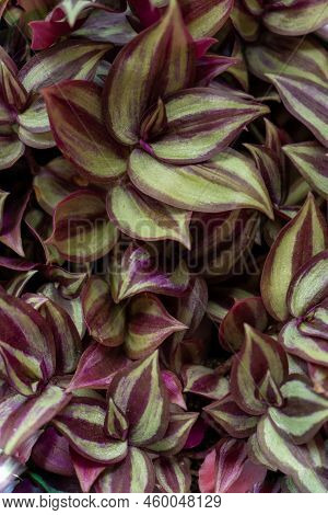 Tradescantia Motley Multicolor. Home Flower With Purple Leaves. Grade Leonora Blossfeldiana Zebrina.