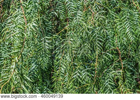 Peruvian Pepper Foliage Texture. Natural Leaf Pattern Of The Schinus Molle Tree In Tenerife, Spain