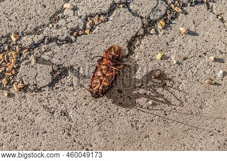 American Cockroach Lies On Its Back On The Road In The Port Of Santa Cruz De Tenerife, Spain. Unders