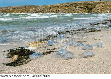 Ecological Catastrophe In The Sea. Lots Of Dead Jellyfish And Algae With Mud On The Shore. Selective