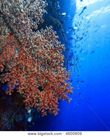 Store Gorgonian Fan