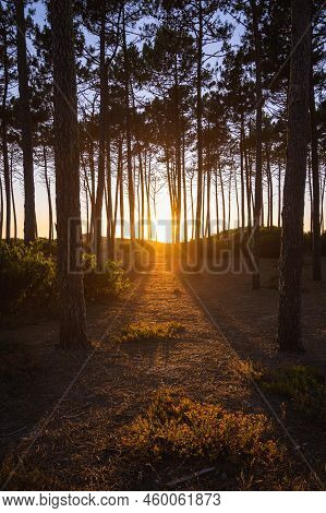 Pine Forest At Sunset On Top Of A Sand Dune In Maceda, Ovar - Portugal.
