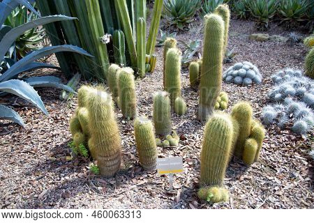 Notocactus Parodia Leninghausii Plant In A Greenhouse