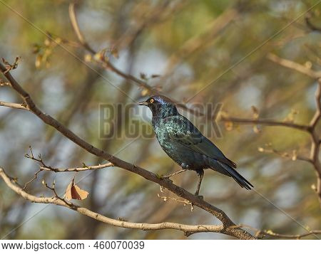 Lamprotornis A Large Glossy Starling, Sitting In A Mopane Tree In The African Savannah