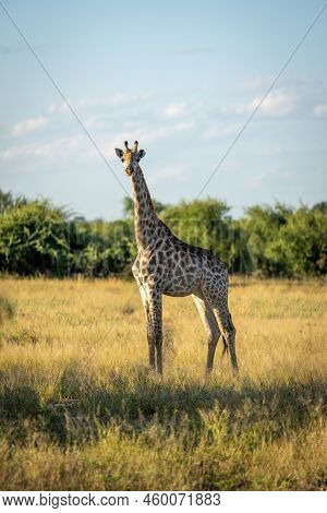 Young Southern Giraffe Stands Staring At Camera