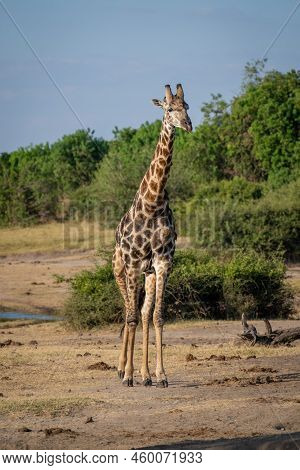 Southern Giraffe Stands Watching Camera By River