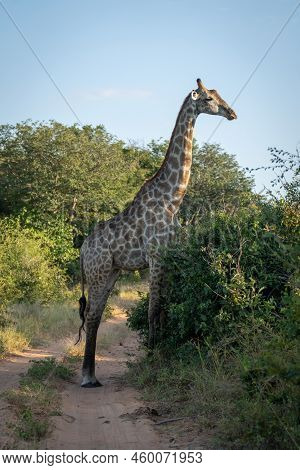 Southern Giraffe Stands On Track In Profile