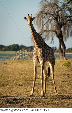 Southern Giraffe Stands On Riverbank In Sunshine