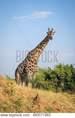 Southern Giraffe Stands On Horizon Watching Camera