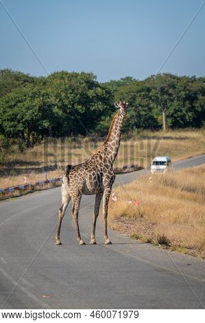 Southern Giraffe Stands On Road Near Van