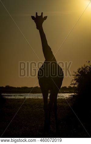 Southern Giraffe Stands Eyeing Camera In Silhouette