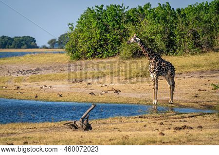 Southern Giraffe Stands By River Near Bushes