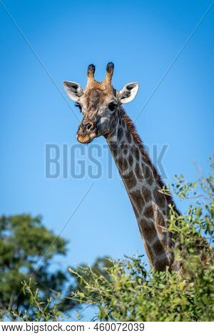 Southern Giraffe Looks Over Bush In Sunshine