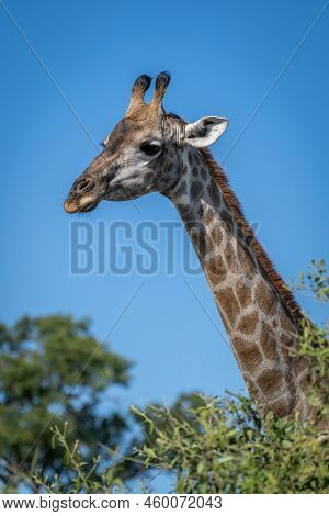 Southern Giraffe Looks Over Bush In Profile