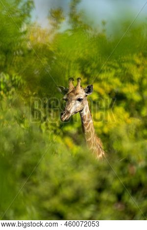 Southern Giraffe Head And Neck In Bushes