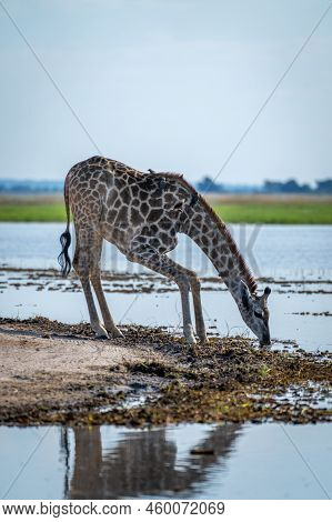 Southern Giraffe Bends To Drink On Riverbank