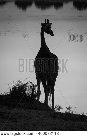 Mono Southern Giraffe Against River At Sunset