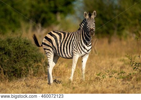 Plains Zebra Stands Near Bush Eyeing Camera