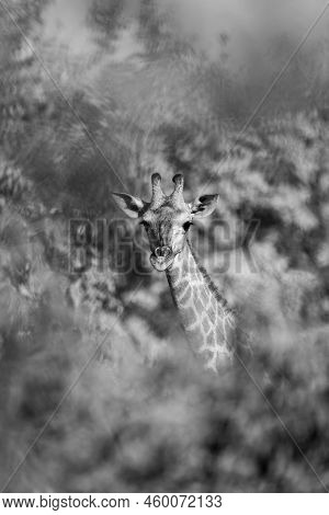 Mono Southern Giraffe Watches Camera In Trees