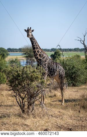 Male Southern Giraffe Stands Staring In Bushes