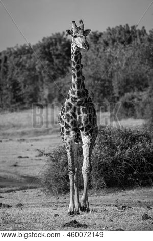 Mono Male Southern Giraffe Walks Towards Camera