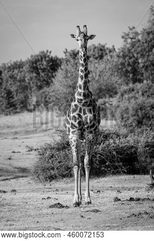 Mono Male Southern Giraffe Stands On Shoreline