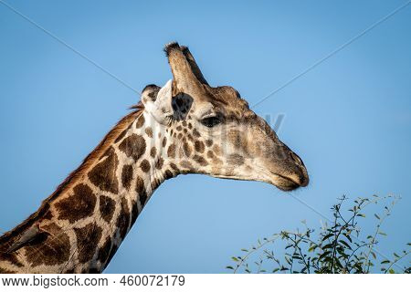 Close-up Of Southern Giraffe With Red-billed Oxpecker