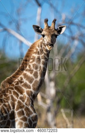 Close-up Of Southern Giraffe Standing Eyeing Camera