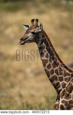 Close-up Of Southern Giraffe Neck And Head