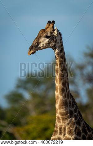 Close-up Of Southern Giraffe Standing By Trees