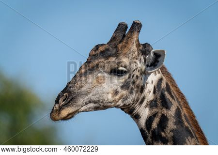 Close-up Of Male Southern Giraffe Near Bushes