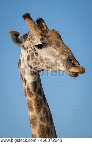 Close-up Of Male Southern Giraffe Neck And Head