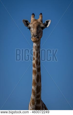 Close-up Of Female Southern Giraffe Eyeing Camera