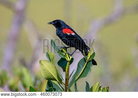 A Male Red-winged Blackbird Singing A Song.