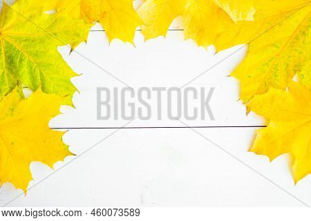 Background Of Many Yellow Maple Leaves With Space For Text On A White Background. Autumn Leaf Backgr