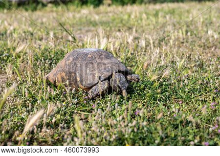 Small Sulcata Tortoise Or African Spurred Tortoise Walking On The Green Grass.