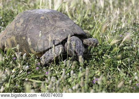 Small Sulcata Tortoise Or African Spurred Tortoise Walking On The Green Grass.