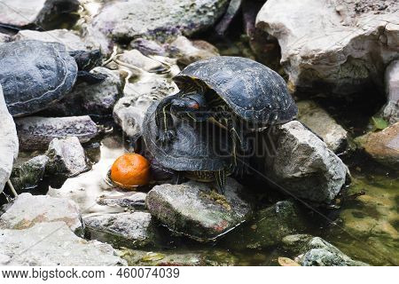Turtle Island In The National Garden Of Athens On The Rocks In The Water. One Turtle Climbed On Top