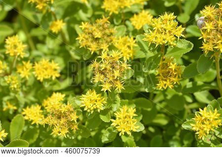 Orange Stonecrop Weihenstephaner Gold Flowers In The Garden