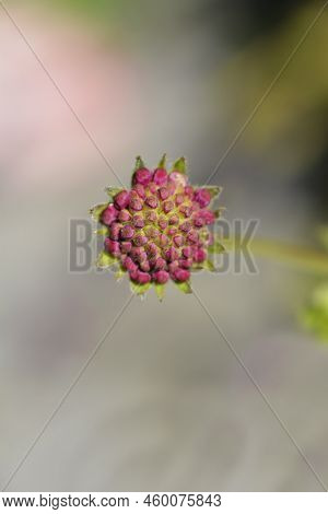 Macedonian Scabious Flower Bud In The Spring