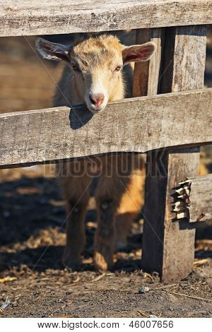 goatling