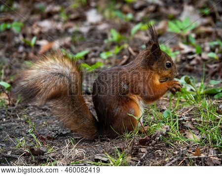 Small Orange Fluffy Squirell Sitting In Front Of Camera In The Forest