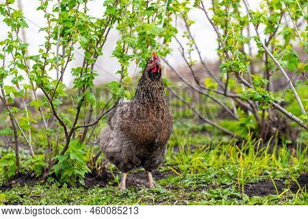 Black Spotted Chicken On A Farm In The Garden Near The Currant Bushes